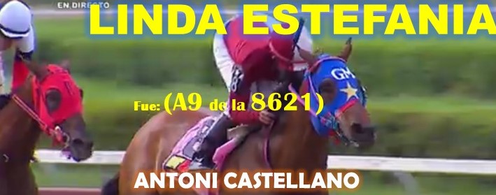 ADELANTADOS LA RINCONADA al estilo: FEEDSTOCK, DON THIAGO, FAST SENSATIONS, AMBROSIA, LINDA ESTEFANIA, MARCO ANTONIO, REGAL HOLIDAY, VICTORIA SUSEJ, SHAKMAN, VICTORIA SUSEEJ, ARLET, REINA DE REYES. (DOMINGO 08-09-2024) LES