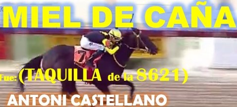 GALA HIPICA LA RINCONADA al estilo: MONEY THE BANK, REGAL HOLIDAY, VICTORIA SUSEJ, NONNI TIME, SHAKMAN, DE NENE, VICTORIA SUSEEJ, MONEY ONE TIME, COFFE TIME, MIEL DE CAÑA, MASTTERY, QUEEN OF SOUTH. (DOMINGO 25-08-2024) MIELDECANA